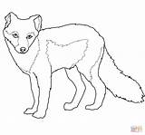 Fox Arctic Coloring Pages Summer Coat Printable Drawing Template Color Foxes Supercoloring Animal Templates Categories sketch template