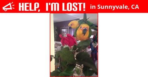 lost bird sunnyvale california sweetie