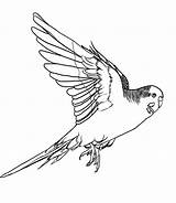 Budgie sketch template