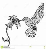 Hummingbird Sylph Tailed Designlooter Colibri sketch template