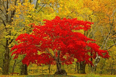 photo red leaf tree blurred background branches close