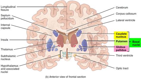 human brain anatomy  function cerebrum brainstem