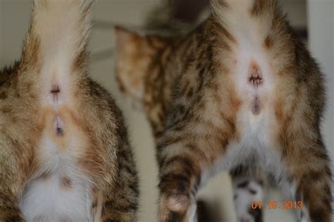 confessions of a new cat breeder why sexing kittens is hard