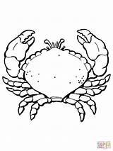 Crab Coloring Pages Moana Printable Big Kids Draw Claws Learn sketch template