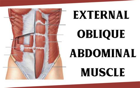 external oblique abdominal muscle origin function