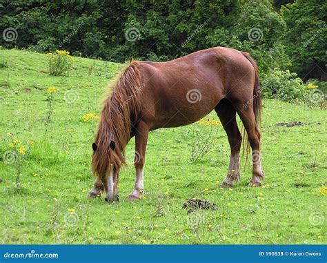 grazing pony stock photo image  blaze grass pony farm