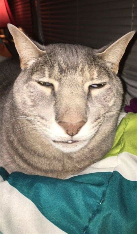 psbattle ugly cat posted   photoshopbattles community
