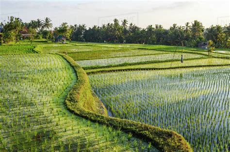 small green rice plants growing   shallow paddy fields rice