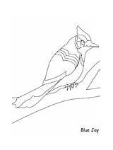 Jay Blue Coloring Print Pages Animals Birds Bluejay Printable Kids Login sketch template