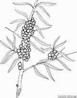 Berries Buckthorn sketch template
