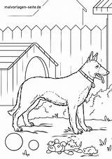 Ausmalen Schäferhund Malvorlage Deutscher Haustiere Owalo sketch template