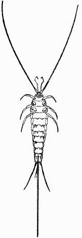 Silverfish Insects sketch template