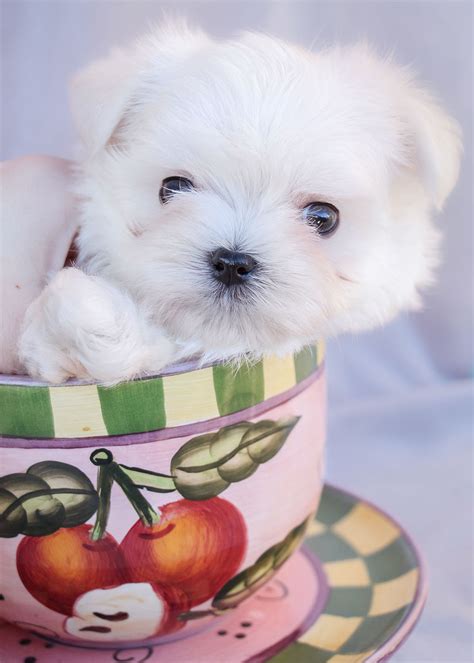 Maltese Puppies For Sale In Miami Fort Lauderdale Fl