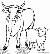 Cow Calf Coloring Pages Drawing Outline Golden Cool2bkids Printable Color Cattle Kids Line Cows Animal Drawings Funny Drive Cartoon Baby sketch template