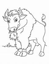 Bison Coloring Pages Printable Quiet Calm Kids Bestcoloringpagesforkids Print sketch template
