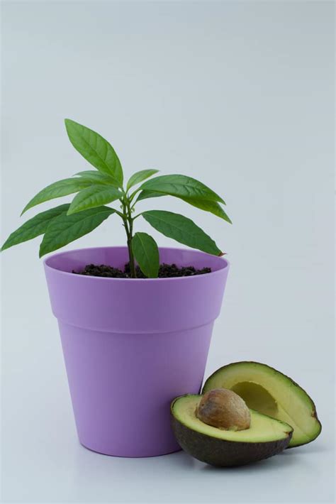Avocado Houseplant Top Tips For Lush Indoor Foliage