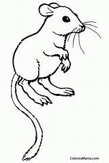 Kangaroo Jerbo Rata Canguro Bigotes Rato Ratas Desierto Canguru Voto sketch template