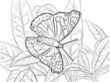 Admiral Red Coloring Butterfly Pages Printable Drawing sketch template