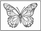 Coloring Butterflies sketch template