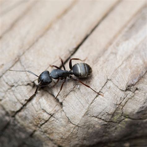 identify  types  ants  family handyman
