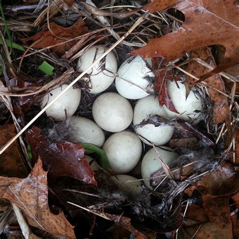 mallard duck nest photograph  kathy ladisheff fine art america