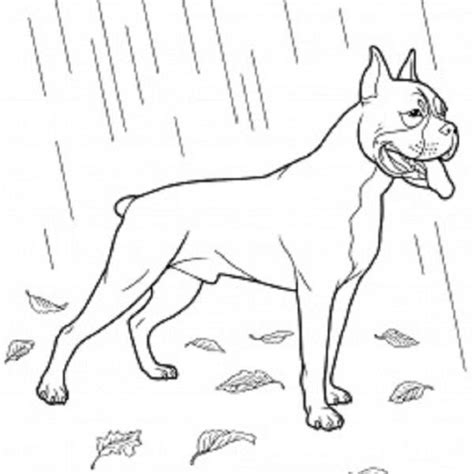 registrant whois contact information verification dog coloring page
