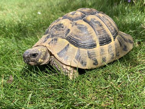 griechische landschildkroete  jahre alt landschildkroetende