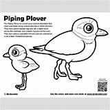 Plover Piping Designlooter sketch template