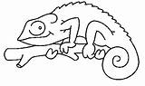 Chameleon Outline Drawing Coloring Pages Getdrawings sketch template