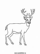 Hirsch Hirsche Ausmalbild Ausdrucken Waldtiere Malvorlagen Ausmalen Umrisse Malvorlage Coloring Deer Als Gehender sketch template