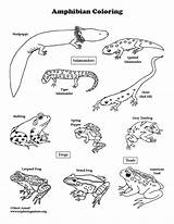 Amphibians Coloring Salamander Pages Reptiles Color Printable Template Getcolorings Print sketch template