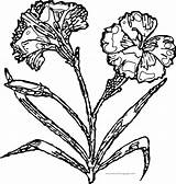Carnation Flower Clipartmag Drawing Coloring sketch template