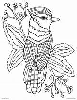 Coloring Pages Printable Adults Books Bird Blue Jay Realistic Animal Drawing Color Nature Detailed Paradise Animals Sheets Bluejay Print Kids sketch template
