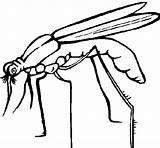 Mosquito Coloring Malaria Coloringcrew Dibujos Close Template sketch template