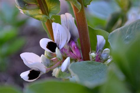 growing fava beans early   season saras kitchen garden
