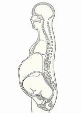 Gravidanza Kleurplaat Querschnitt Schwangerschaft Embarazo Doorsnede Zwangerschap Malvorlage sketch template