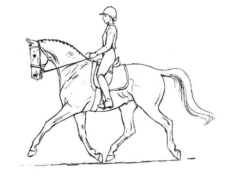 dressage horse drawing  paintingvalleycom explore collection