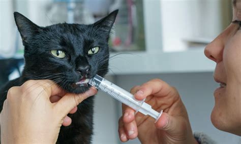 give cats liquid medication zoetis petcare