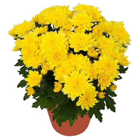 chrysanthemum potted plant chrysanthemums yellow ikea