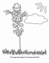 Coloring Lupine Lupe Girl Scout Daisy Petal Honest Fair Daisies Scouts Pages Brownies Flower 1242 Blue Designlooter Template Troop 63kb sketch template