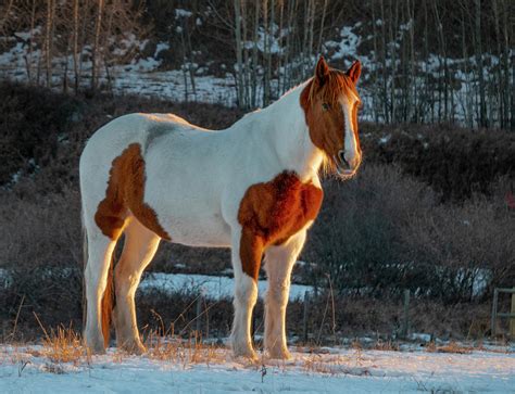 paint horse  dawn photograph  karen rispin fine art america