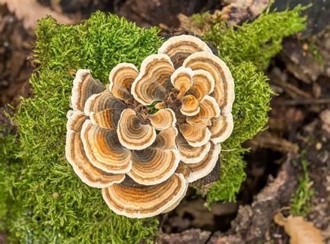 turkey tail mushroom  comprehensive note pointer verse