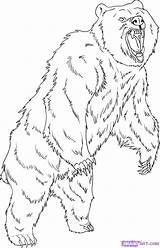 Bear Grizzly Coloring Drawing Pages Draw Step Drawings Animal Standing Animals Printable Angry Dessin Imprimer Bears Realistic Coloriage Outline Dragoart sketch template