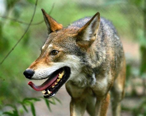 red wolf wallpapers images  pictures backgrounds