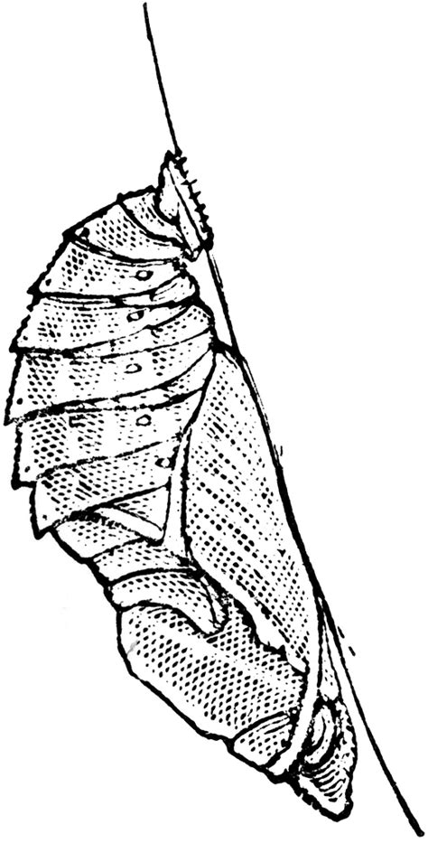 pupa coloring pages coloring pages