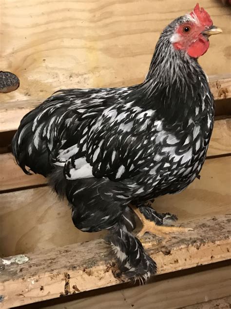 silver laced wyandotte rooster page