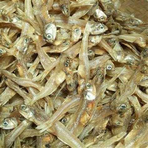 jenis jenis ikan teri  indonesia lembaga imagesee