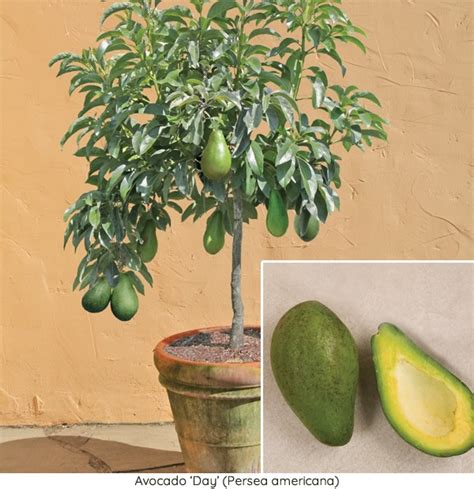 10 Best For Growing Avocado Trees In Containers Pink Wool