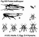 Leafhopper Potato Fabae Homoptera Cicadellidae Harris Fig sketch template