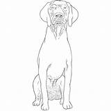 German Pointer Shorthaired Drawing Dog Breeds sketch template